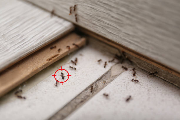 Pest Control Cost in Chatsworth, GA