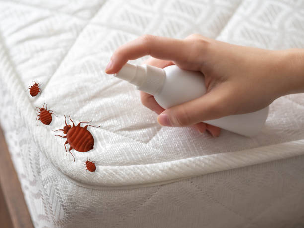 Best Mosquito Control Services  in Chatsworth, GA