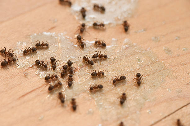 Best Wasp Removal Services  in Chatsworth, GA
