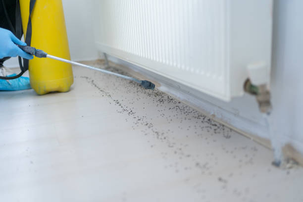 Best Local Pest Control Services  in Chatsworth, GA
