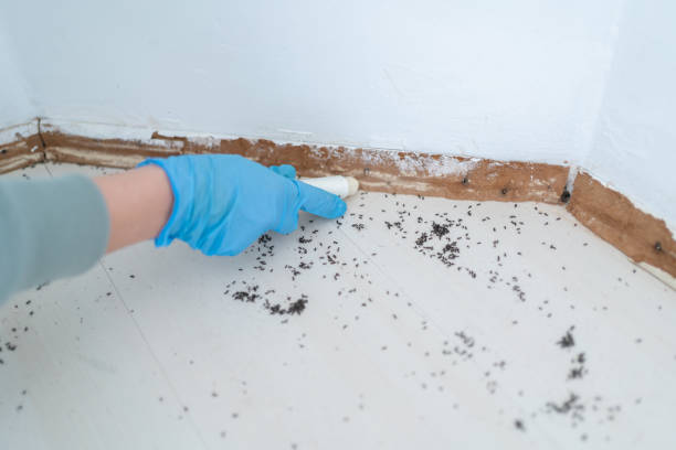 Best Ant Control Services  in Chatsworth, GA