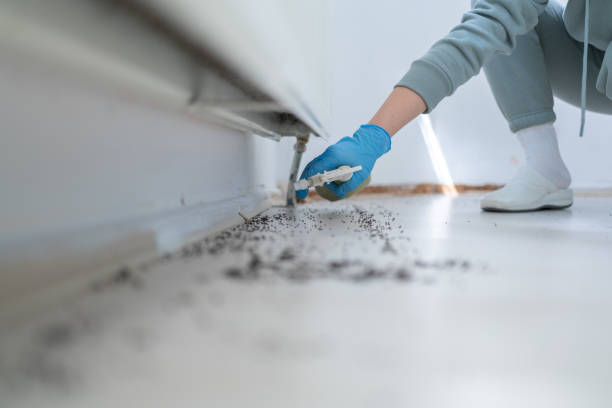 Reliable Chatsworth, GA Pest Control Solutions